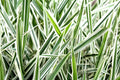 Ribbon Grass Plants - 10 Strawberry & Cream Root Divisions - Hardy Ground Cover for Sun or Shade (Phalaris arundinacea)
