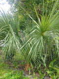 Florida Sabal Palmetto Palm Tree - 8-10" Live Plant, 2 Years Old, Rooted Garden Palm, Serenoa repens