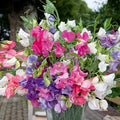 Bijou Mix Sweet Pea Seeds | Heirloom Flower Seeds | Lathyrus odoratus | Non-GMO
