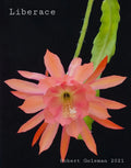 Epiphyllum 'Liberace' Unrooted Cutting - Rare Orchid Cactus - Stunning Indoor Plant - Ideal for Propagation