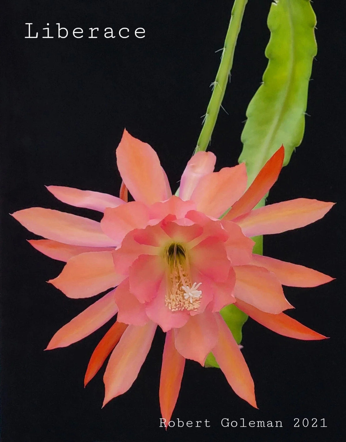 Epiphyllum 'Liberace' Unrooted Cutting - Rare Orchid Cactus - Stunning Indoor Plant - Ideal for Propagation