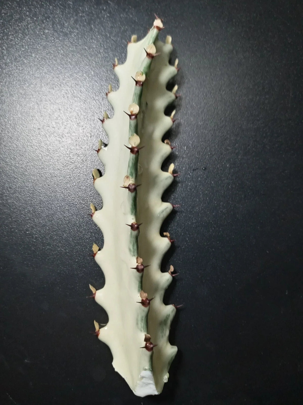 Euphorbia Lactea Starter Cactus 5" Tall Dragon Bones Plant - Unique Succulent for Indoor Decor