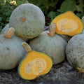 Silver Bell Squash Seeds - Fresh Heirloom Vegetable Seeds - Cucurbita pepo