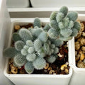 Succulent Seeds 100PCs Pack Sedum mocinianum Fuzzy Leaves