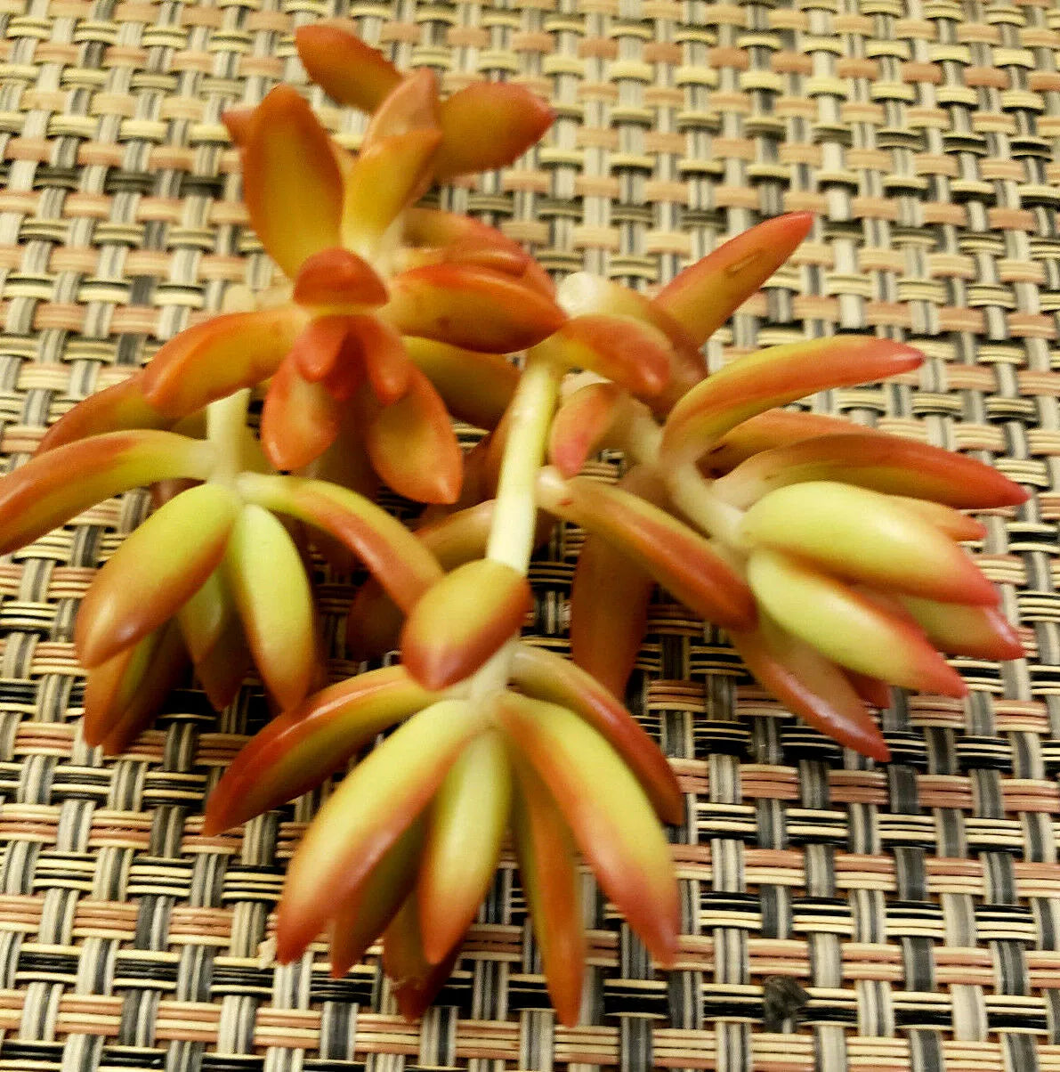 Sedum Adolphii 'Firestorm' Unrooted Cuttings - 2.5" Diameter - 3 Pack - Succulent Plant