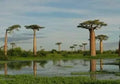 Baobab Tree Seeds - 5 Pack - Highly Prized Adansonia digitata - Grow Your Own Baobab Tree