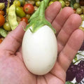 White Egg Eggplant Seeds - 50+ Heirloom Organic Non-GMO - Rare Variety for Home Gardening - Solanum melongena