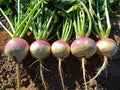 Turnip Seeds - Purple Top White Globe - Fresh Turnip Seed for Planting - Brassica rapa