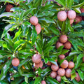 Sapodilla Tree Seeds - Tropical Chicle Variety - Manilkara zapota "Brown Sugar Fruit"