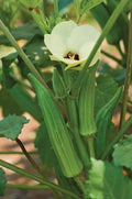 Spineless Okra Seeds - 250 Count - Non-GMO, Heirloom - Abelmoschus esculentus - Grown in USA, Ships from Iowa