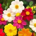 Dahlia Seeds - Mignon Mix Dwarf - 2025 Planting - Dahlia Variabilis