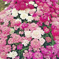 Candy Tuft Seeds Mix - 200 Annual Iberis Groundcover, Drought Tolerant, Heat Resistant for Garden and Container