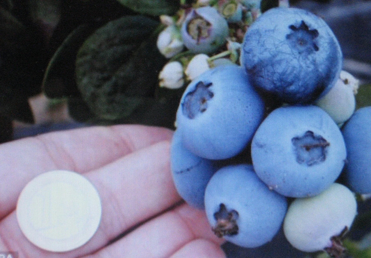 Northern Highbush Blueberry Seeds - Attracts Wildlife, Birds & Bears - Vaccinium corymbosum