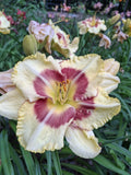 Daylily Live Starter Plant, Bareroot, Hemerocallis 'Monterrey Jack'