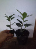 Bay Leaf Tree Live Plant 12" Laurus nobilis Bay Laurel