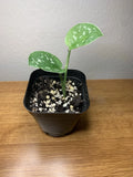 Satin Pothos Plant | Fully Rooted | 2" Pot | Epipremnum aureum