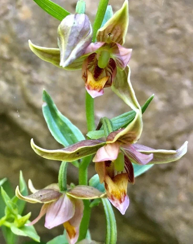 Adam & Eva Orchid Bare-Root Plant, Putty Root Variety, Unique Winter Bloomer, Orchis spp.