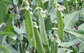 Lincoln Pea Seeds - Heirloom, Non-GMO, 20+ Seeds - Perfect Peas (Pisum sativum)