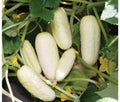 Organic Salt & Pepper Cucumber Seeds - 25+ Seeds - Non-GMO - Cucumis sativus