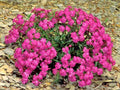 Catchfly Flower Seeds - None So Pretty - Native Wildflower for Patio Containers - Silene armeria