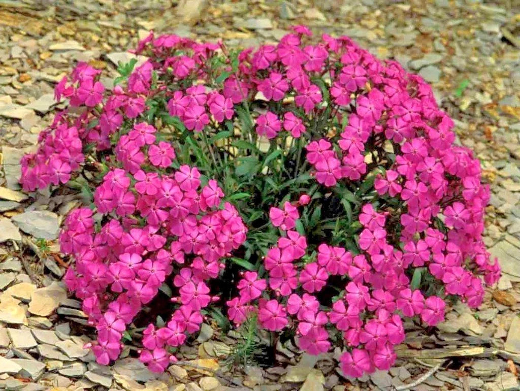 Catchfly Flower Seeds - None So Pretty - Native Wildflower for Patio Containers - Silene armeria