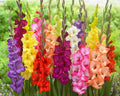 Gladiolus Bulbs 15 Pack, Mixed Colors, Easy to Grow Perennial, Gladiolus hortulanus