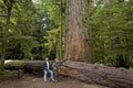 50 Western Red Cedar Seeds for Planting - Thuja plicata - Long-Lived Evergreen Trees