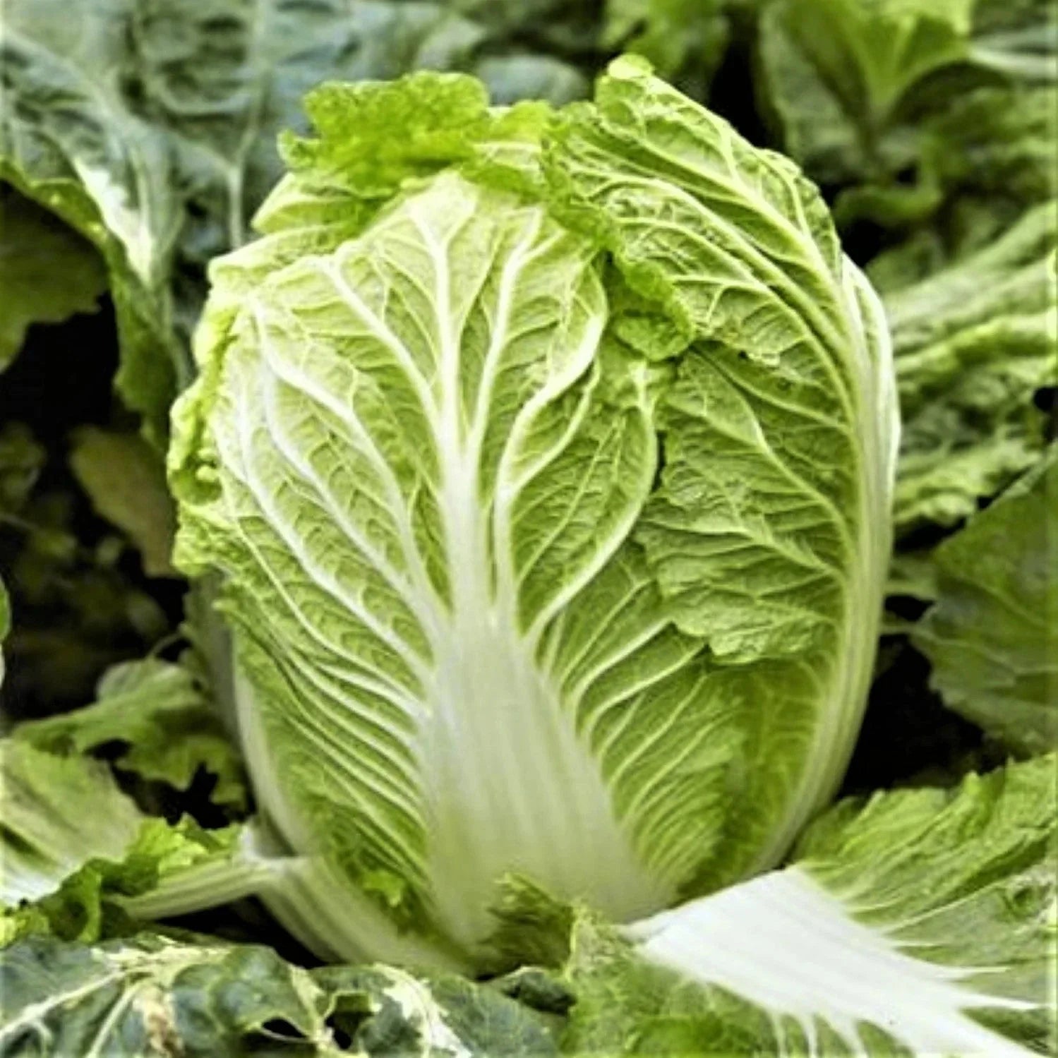 Yong Chinese Napa Cabbage Seeds - Non-GMO, USA Grown, Heading Variety - Perfect for 2025 Planting
