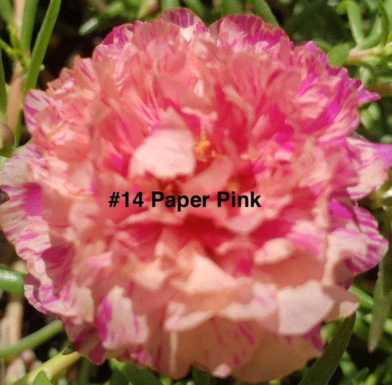 Moss Rose Cuttings - 10 Unrooted Paper Pink - Portulaca Grandiflora