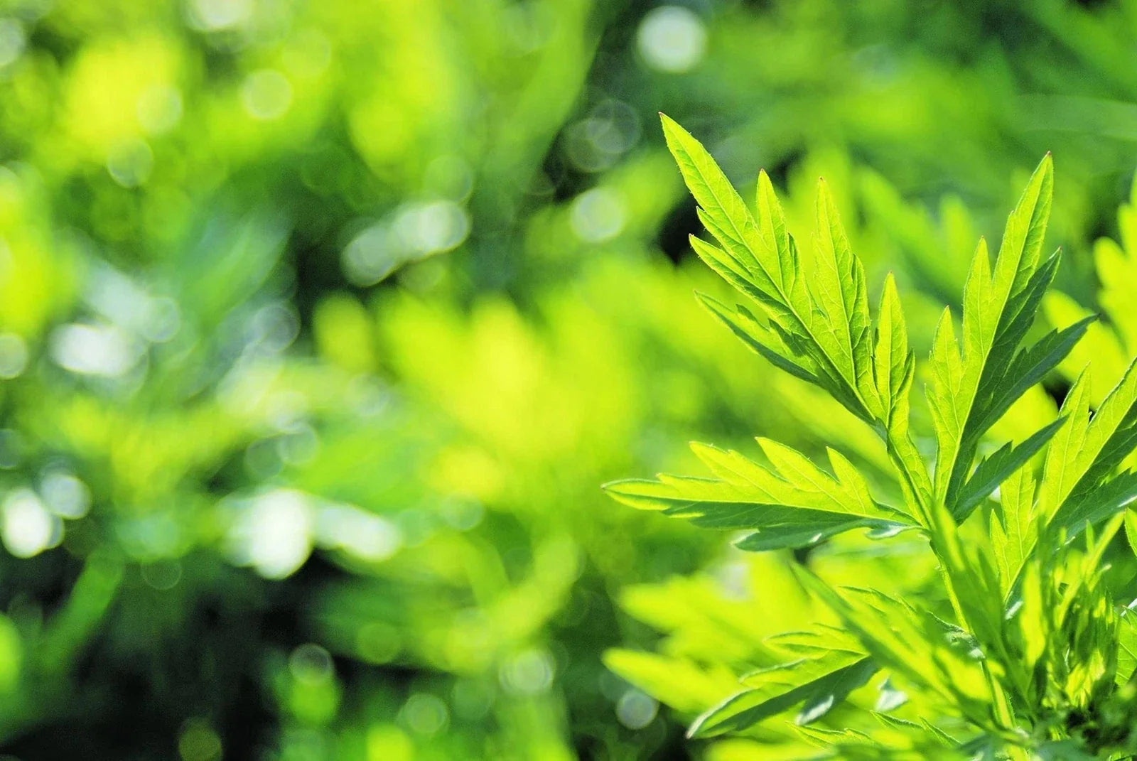 Mugwort Herb Seeds 100 Seeds Artemisia vulgaris Organic Culinary Garden Planting