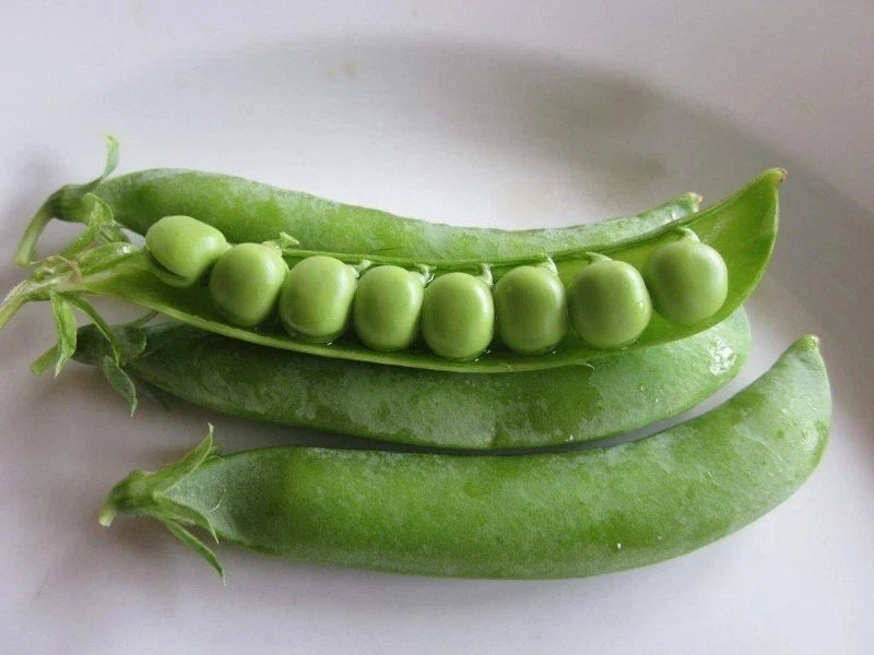 Wando Pea Seeds - Fresh Pea Seed Variety - Pisum sativum - Non-GMO, Heirloom, FREE Shipping