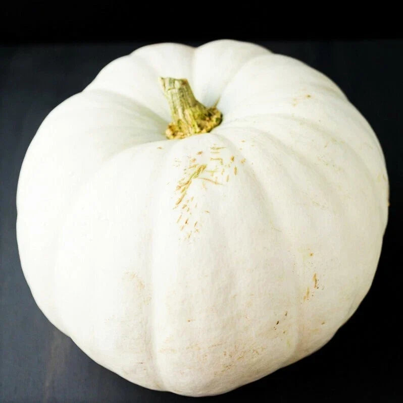 White Queen Pumpkin Seeds | Casper Ghost Lumina Polar Bear Variety | 2025 Heirloom Seeds for Planting