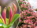 Pink Honeysuckle 10 Seeds | Flowering Climbing Vine, Lonicera hispidula