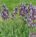 Sage Seeds - 100 Non-GMO Broadleaf Perennial Seasoning for Teas - Salvia officinalis
