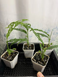Monstera obliqua ‘Peru’ - Small Live Plant, Rare Tropical Houseplant, Indoor Foliage Plant, Easy Care Greenery