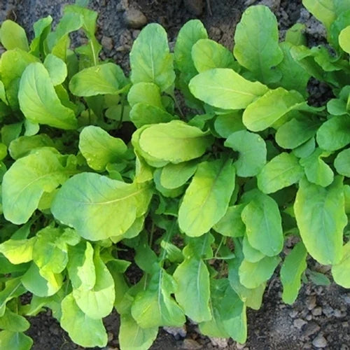 Arugula Seeds 750+ Count Fresh Herb Seed Roquette (Eruca sativa) Organic Culinary Garden Planting