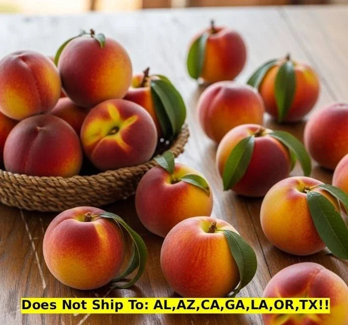 Sam Houston Peach Tree 3 Gal Pot Outdoor Garden Fruit Tree Prunus persica Ready to Plant