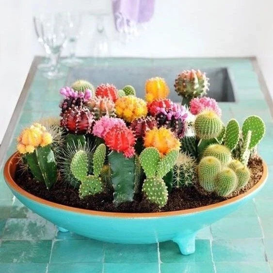 Mixed Variety Cactus Seeds, 100pcs Pack, Cacti Collection, Succulent Seeds, Easy Grow Cactus (Various Species)