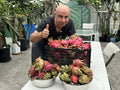 Dragon Fruit Cuttings 8-14 Inches Long, Delicious Variety, Hylocereus spp.