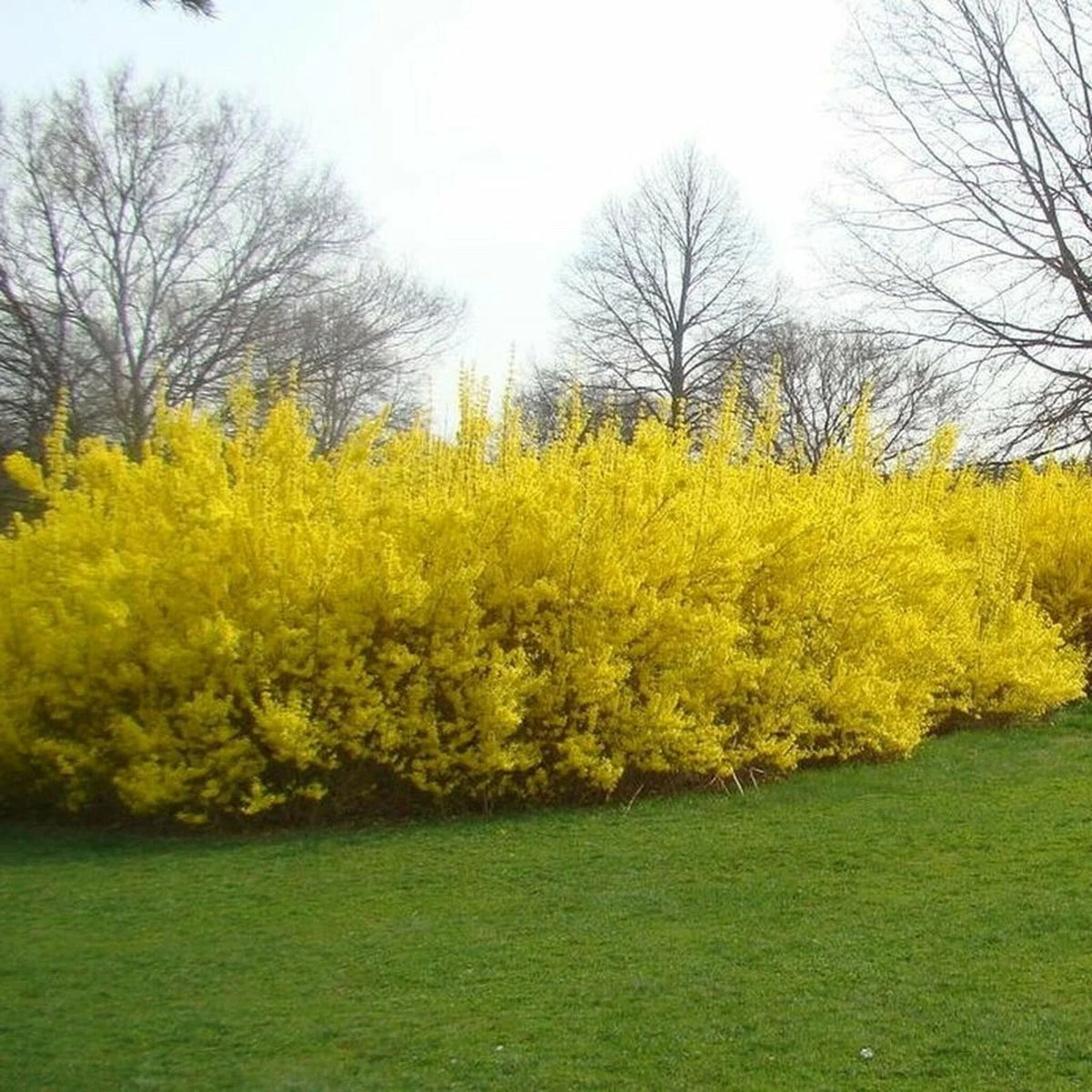 Forsythia Cuttings - 10 No Roots 5-8 Inches Long - Root in Water or Soil - Forsythia spp.