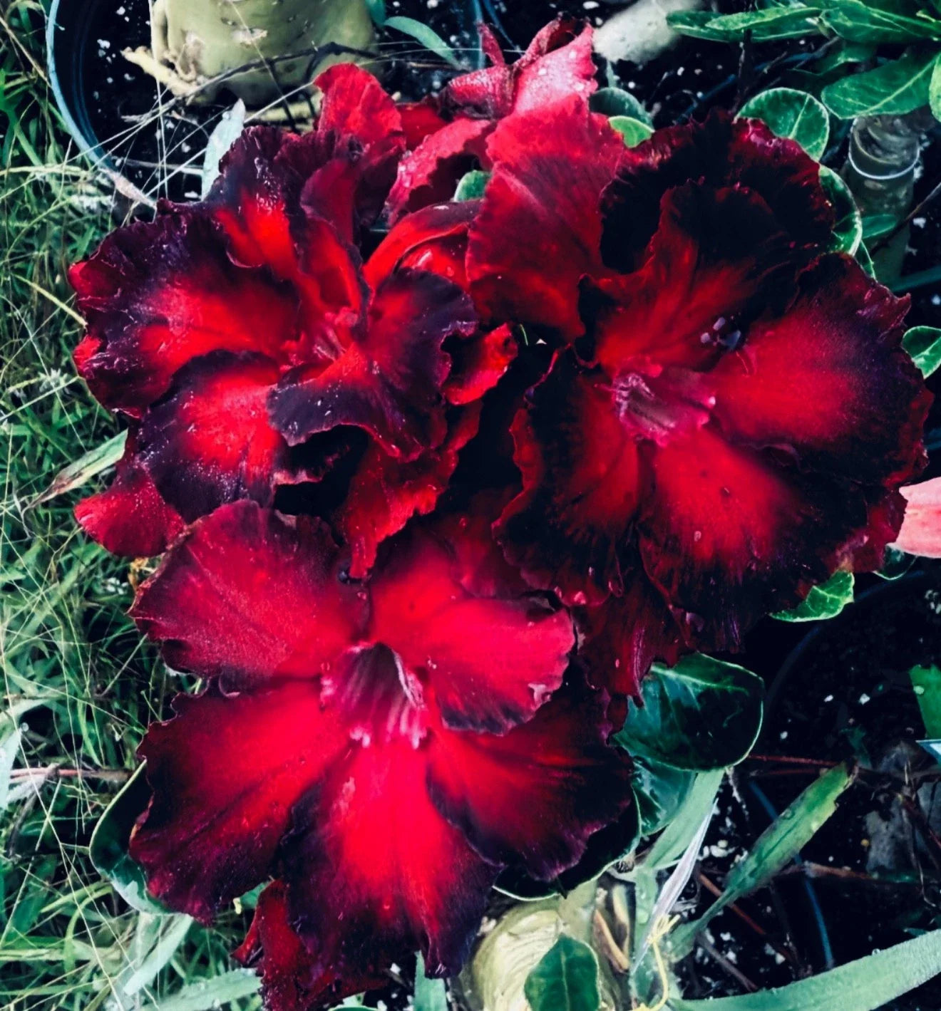 Desert Rose Seedling Plant, Small Black Swan Variety, Adenium Obesum, 4-6 Inches Rooted
