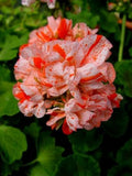Orange White Geranium Seeds - 10 Perennial Flower Seeds - Geranium x hortorum - US Seller