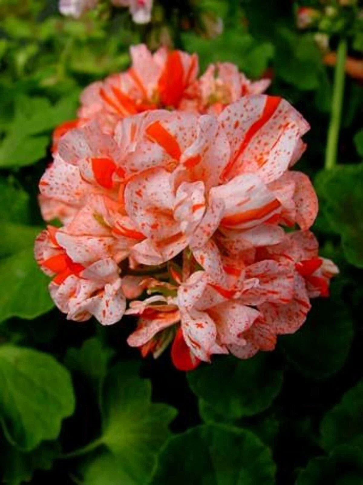 Orange White Geranium Seeds - 10 Perennial Flower Seeds - Geranium x hortorum - US Seller