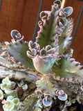 Kalanchoe Houghtonii Mother of Millions Plant | Succulent | Indoor Houseplant | Live Greenery