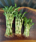 Lucky Bamboo Plants - 4" 6" 8" - Ideal Gift for Home Decor - Dracaena sanderiana