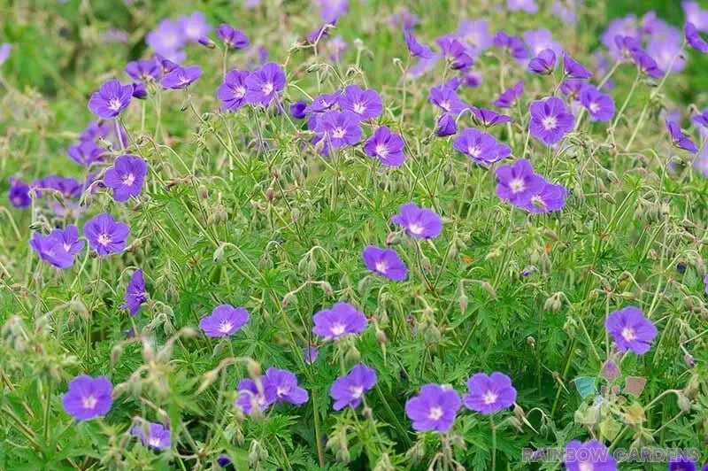Brookside Geranium Seeds - 25+ Count for Garden Planting - Pelargonium x hortorum - USA Grown