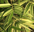Shiroshima Japanese Bamboo Plant, 1 Piece, Organic Variegated, May Grow in Pot, Phyllostachys bambusoides