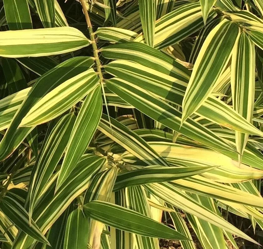 Shiroshima Japanese Bamboo Plant, 1 Piece, Organic Variegated, May Grow in Pot, Phyllostachys bambusoides