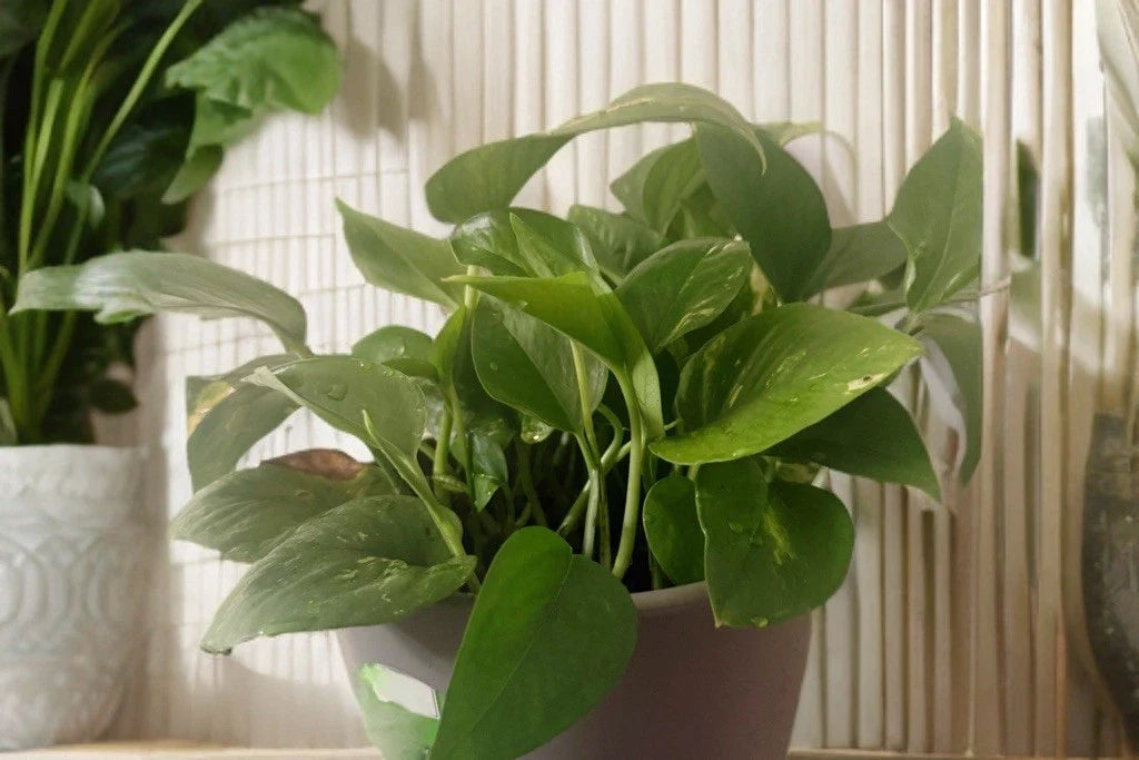 Golden Pothos Cuttings 5 Rooted Live Indoor Houseplant - Easy to Grow - Epipremnum aureum