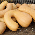 Tahitian Butternut Squash 25 Seeds, Heirloom Variety, Cucurbita moschata, USA Grown, Garden Planting